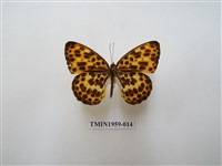 藏品(白裳貓蛺蝶)的圖片